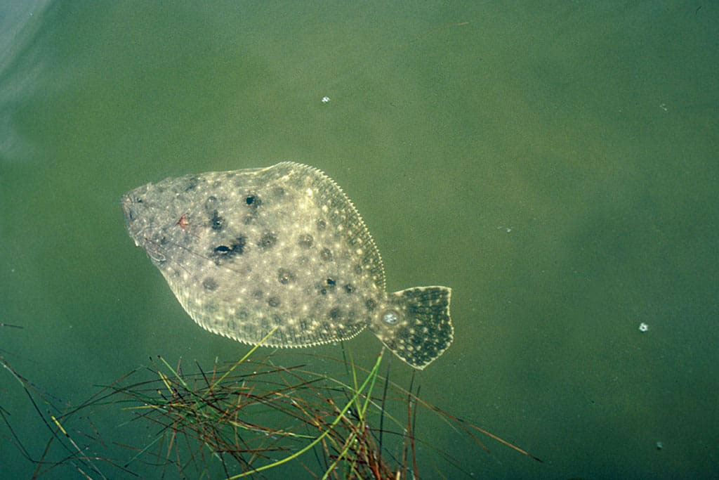 Tailing redfish in a marsh