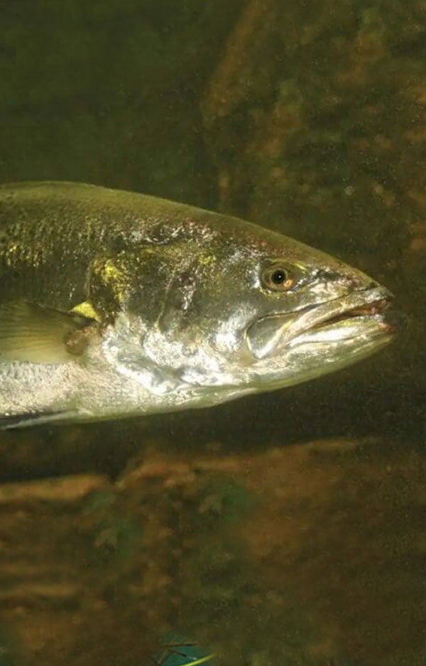 Catch and release