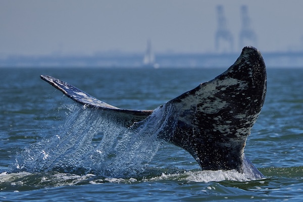 Whale Tail
