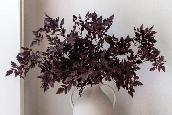 Cimicifuga Leaves in Clay Vase