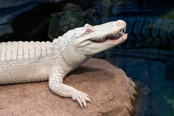 Claude the Albino Alligator