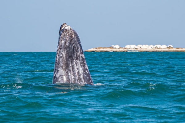 Gray Whale