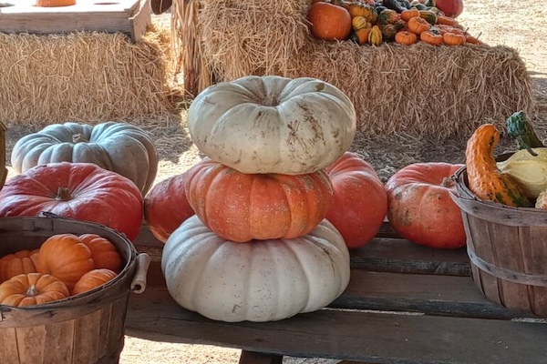 Nicasio Valley Pumpkin Patch