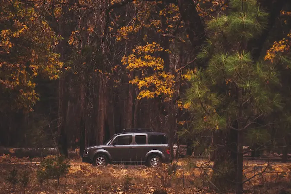 Yosemite Fall Foliage