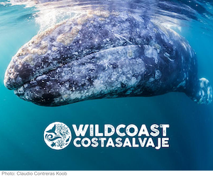 WILDCOAST Costasalva Je