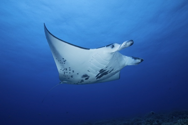 Manta Ray