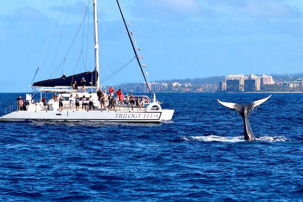 Whale watching tour on Maui
