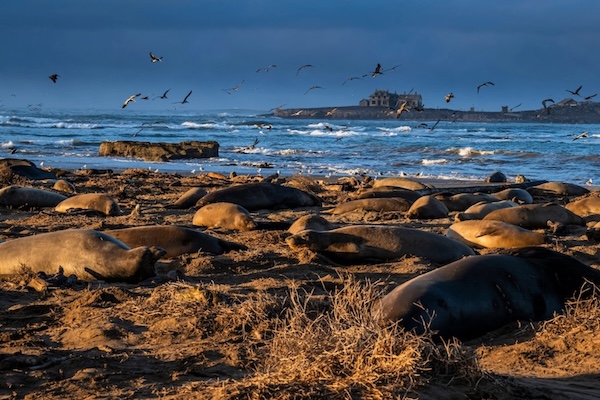 Ano Nuevo State Park
