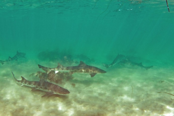 Broadnosed Sevengill Shark