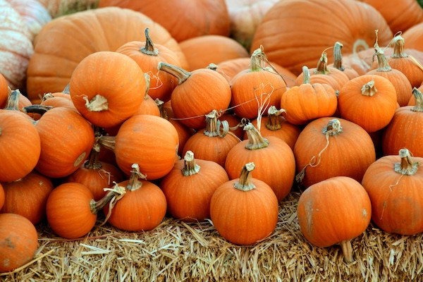 Pumpkin patch
