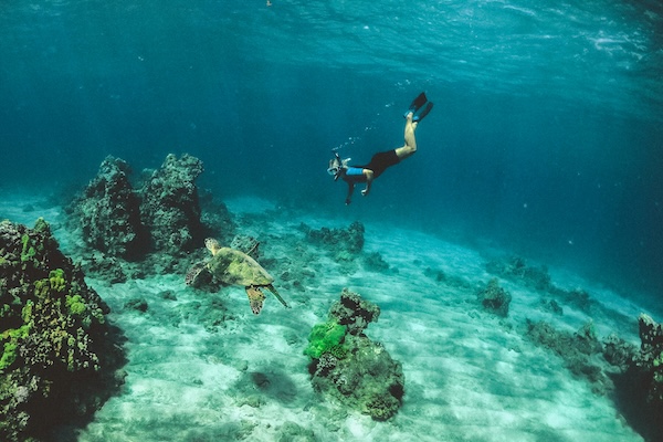 Snorkeling with a turtle on Maui